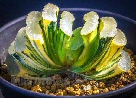 世界十大最貴多肉排行榜,原始劍斯諾娃多肉高達600萬!