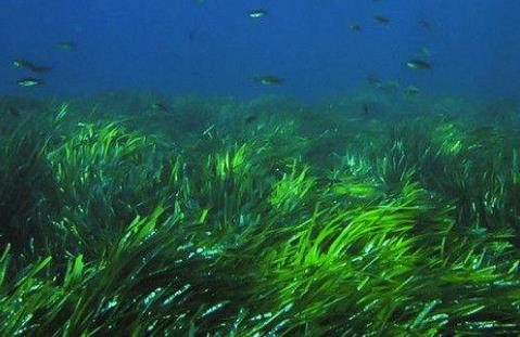 壽命最長的十大植物排行榜,波西多尼亞海草最長壽命有100000年!