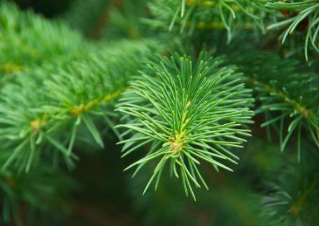 壽命最長的十大植物排行榜,波西多尼亞海草最長壽命有100000年!