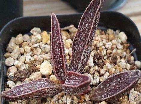 世界十大最貴多肉排行榜,原始劍斯諾娃多肉高達600萬!