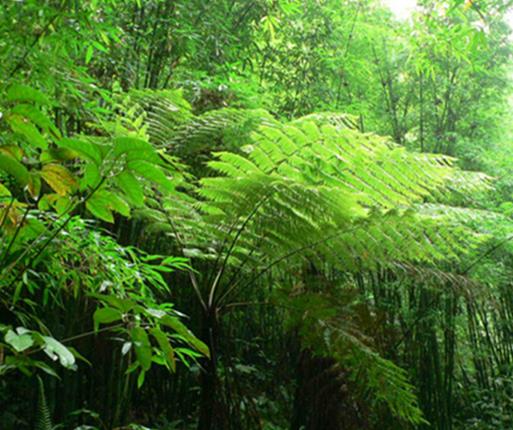 中國十大珍惜樹種排行榜,珙桐被稱為植物界的“活化石”