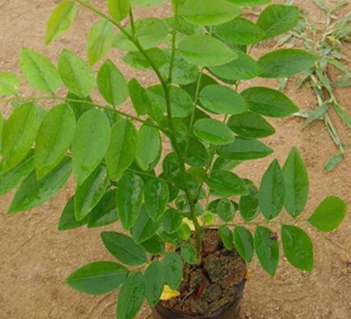 中國十大珍惜樹種排行榜,珙桐被稱為植物界的“活化石”