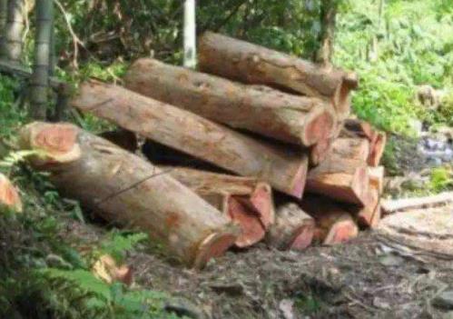 中國十大珍惜樹種排行榜,珙桐被稱為植物界的“活化石”