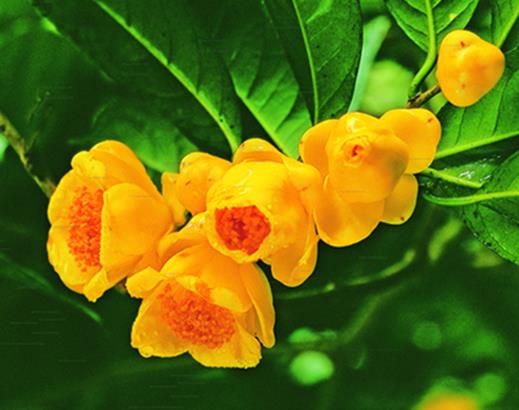 中國十大珍惜樹種排行榜,珙桐被稱為植物界的“活化石”