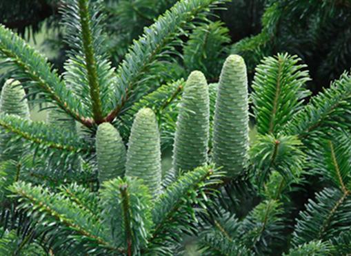 中國十大珍惜樹種排行榜,珙桐被稱為植物界的“活化石”