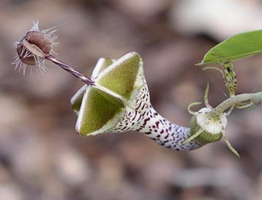 世界十大稀有植物排行榜,竟然有植物可以吃老鼠!