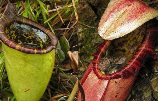 世界十大稀有植物排行榜,竟然有植物可以吃老鼠!