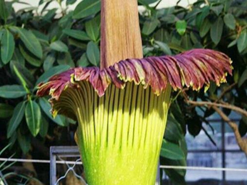 世界十大稀有植物排行榜,竟然有植物可以吃老鼠!