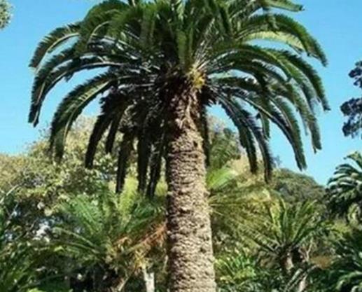 世界十大稀有植物排行榜,竟然有植物可以吃老鼠!