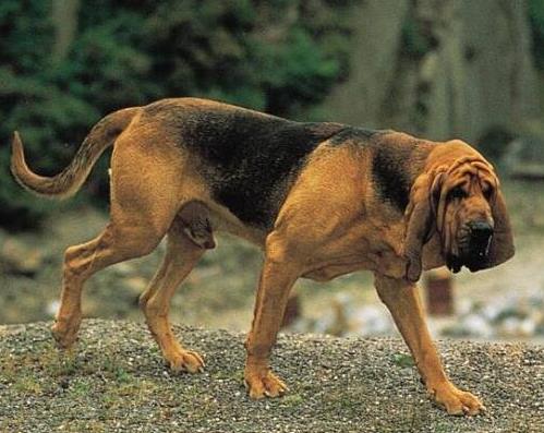 世界十大最笨的狗排名,阿富汗獵犬第一,雪橇三傻上榜