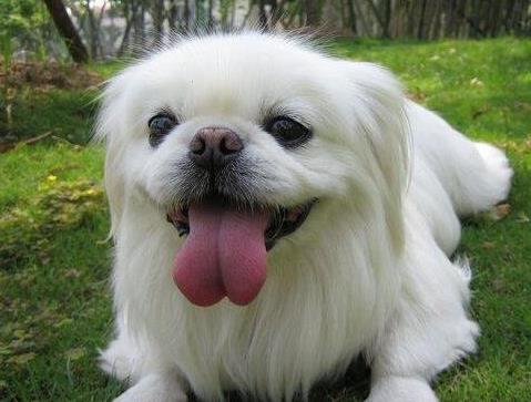 世界十大最笨的狗排名,阿富汗獵犬第一,雪橇三傻上榜