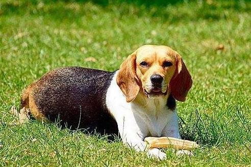 世界十大最笨的狗排名,阿富汗獵犬第一,雪橇三傻上榜