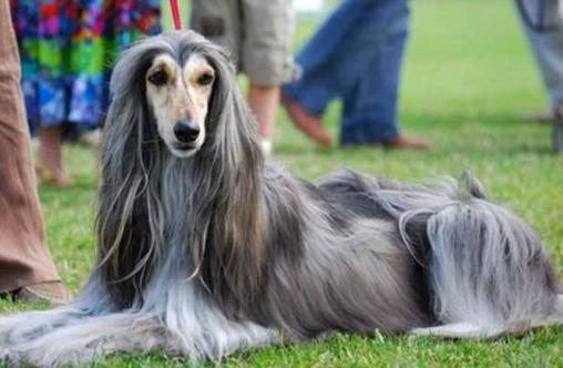 世界十大最笨的狗排名,阿富汗獵犬第一,雪橇三傻上榜