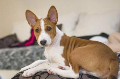 世界十大最笨的狗排名,阿富汗獵犬第一,雪橇三傻上榜