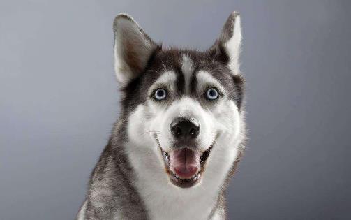 世界十大最笨的狗排名,阿富汗獵犬第一,雪橇三傻上榜