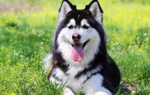 世界十大最笨的狗排名,阿富汗獵犬第一,雪橇三傻上榜