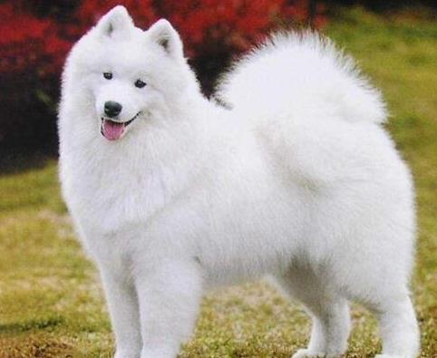 世界十大最笨的狗排名,阿富汗獵犬第一,雪橇三傻上榜