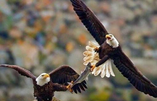 世界上三種壽命最長的鳥排行榜,一只鸚鵡活了104歲