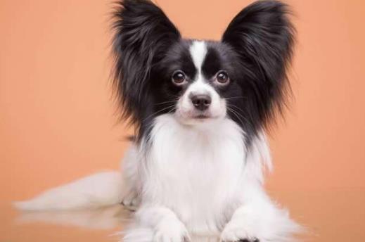 世界十大最忠誠的狗排名,拉布拉多尋回犬常用于服務犬