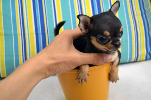 世界十大最聽話的狗狗排名,金毛尋回犬深受鏟屎官歡迎