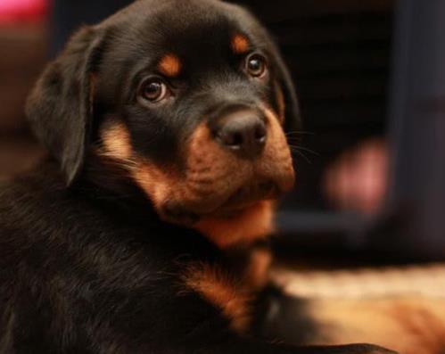 世界十大最忠誠的狗排名,拉布拉多尋回犬常用于服務犬