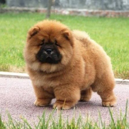 世界十大最忠誠的狗排名,拉布拉多尋回犬常用于服務犬