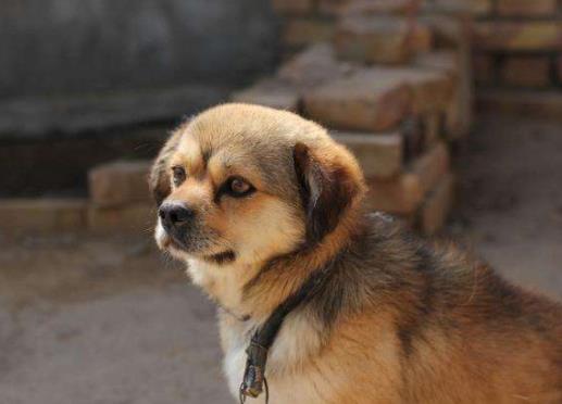 世界十大最忠誠的狗排名,拉布拉多尋回犬常用于服務犬