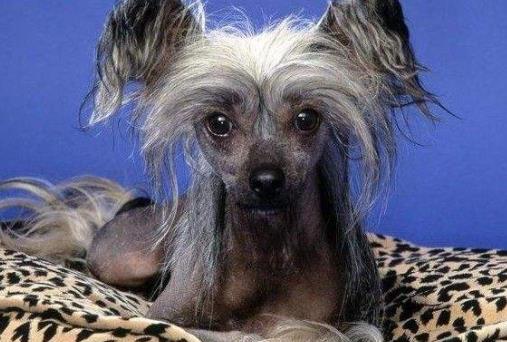 世界十大最稀有的狗排行榜,中國冠毛犬非常稀有