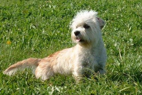 世界十大最稀有的狗排行榜,中國冠毛犬非常稀有