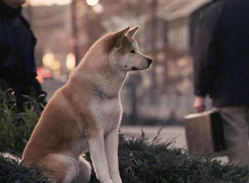 十大感人的狗狗電影,《忠犬八公的故事》《一條狗的使命》催人淚下