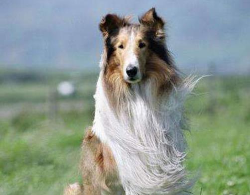 十大感人的狗狗電影,《忠犬八公的故事》《一條狗的使命》催人淚下