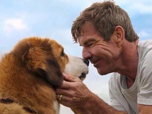 十大感人的狗狗電影,《忠犬八公的故事》《一條狗的使命》催人淚下