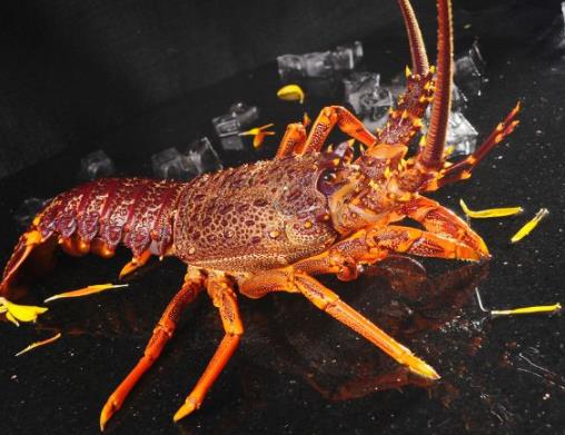 世界上十種最貴海鮮排名,藍龍蝦、帝王鮭不是一般人吃得起的