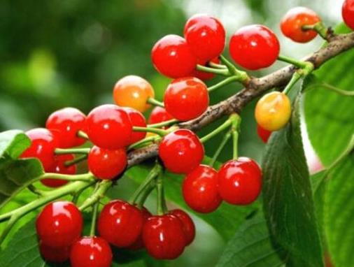 世界水果之王排名,獼猴桃、榴蓮營養價值都很高