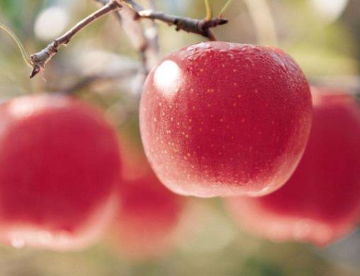 世界公認最健康的十大水果排名,蘋果、香蕉增強免疫力