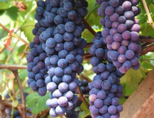 世界公認最健康的十大水果排名,蘋果、香蕉增強免疫力