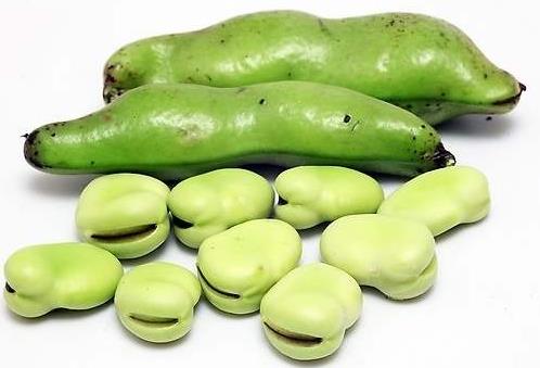 十大高蛋白食品排名,海參藥食同源營養價值高,補充蛋白質極佳