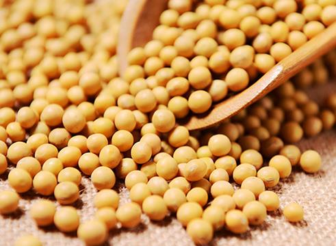 十大高蛋白食品排名,海參藥食同源營養價值高,補充蛋白質極佳