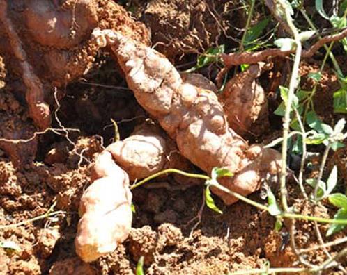 云南十大名貴藥材排名,天麻被稱為神物,三七是補血圣品