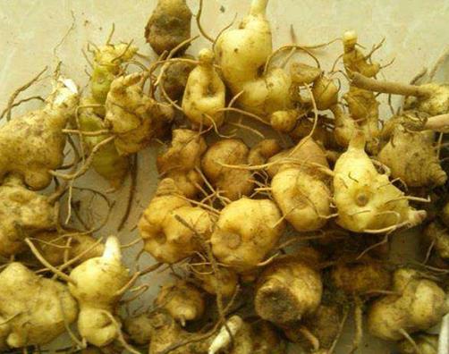 云南十大名貴藥材排名,天麻被稱為神物,三七是補血圣品