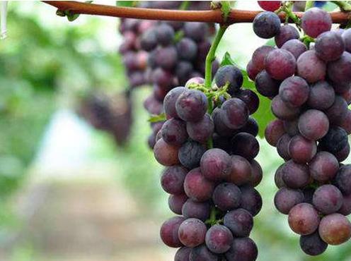 十大抗衰老水果排名,柚子有助新城代謝,櫻桃能美白