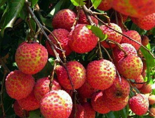 全球最貴十種水果,掛綠母樹荔枝價格不菲,黑皮西瓜一年只產100個