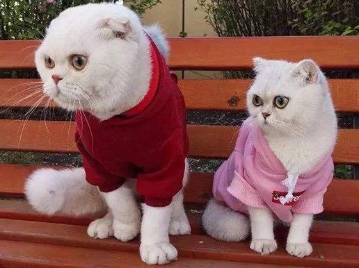 2019抖音粉絲最多用戶排行榜,迪麗熱巴、陳赫很有影響力