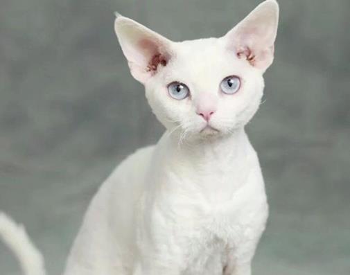 世界上十大最溫順貓咪,加菲貓不喜運動,阿比西尼亞貓身姿矯健