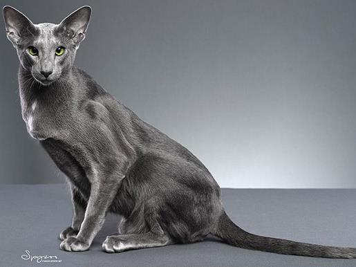 十大最友善的貓排名,東方短毛貓、東奇尼貓溫順乖巧