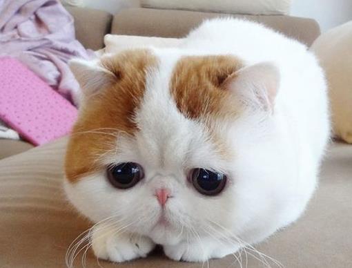 世界上十大最溫順貓咪,加菲貓不喜運動,阿比西尼亞貓身姿矯健