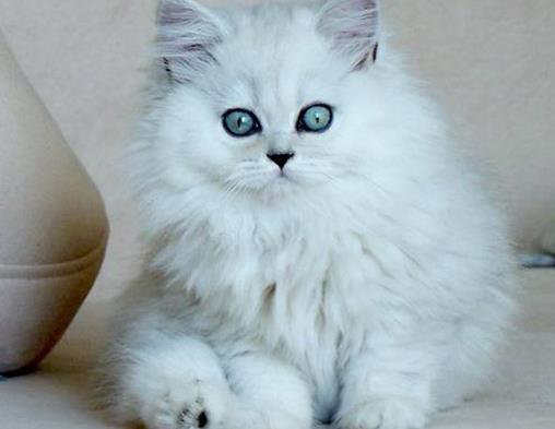 十大最友善的貓排名,東方短毛貓、東奇尼貓溫順乖巧