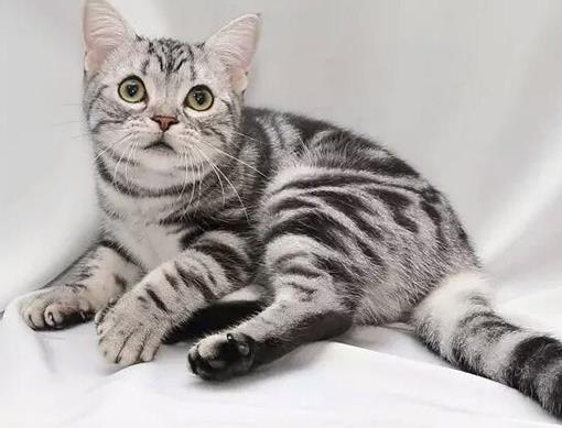 十大最友善的貓排名,東方短毛貓、東奇尼貓溫順乖巧