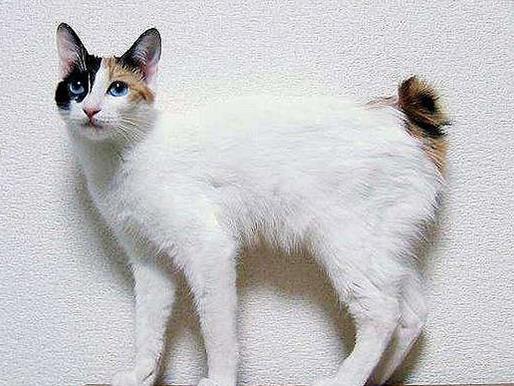 十大最友善的貓排名,東方短毛貓、東奇尼貓溫順乖巧