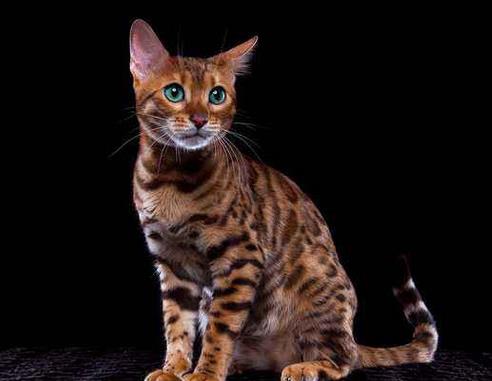 全球十大名貴貓排行榜,阿什拉價格9萬起,熱帶草原貓很聰明